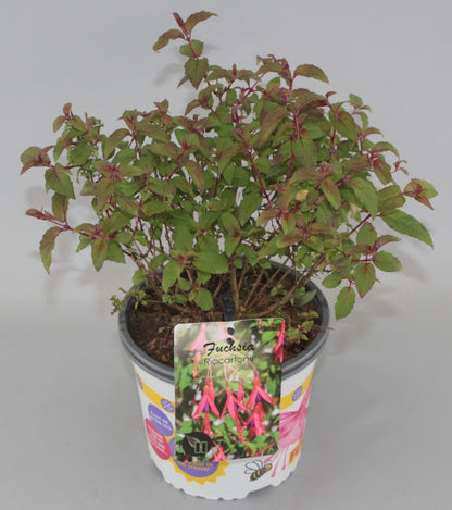 Fuchsia 'Riccartonii' - Bellenplant