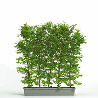 Fagus sylvatica - Groene beukenhaag - Kant-en-klaar haag