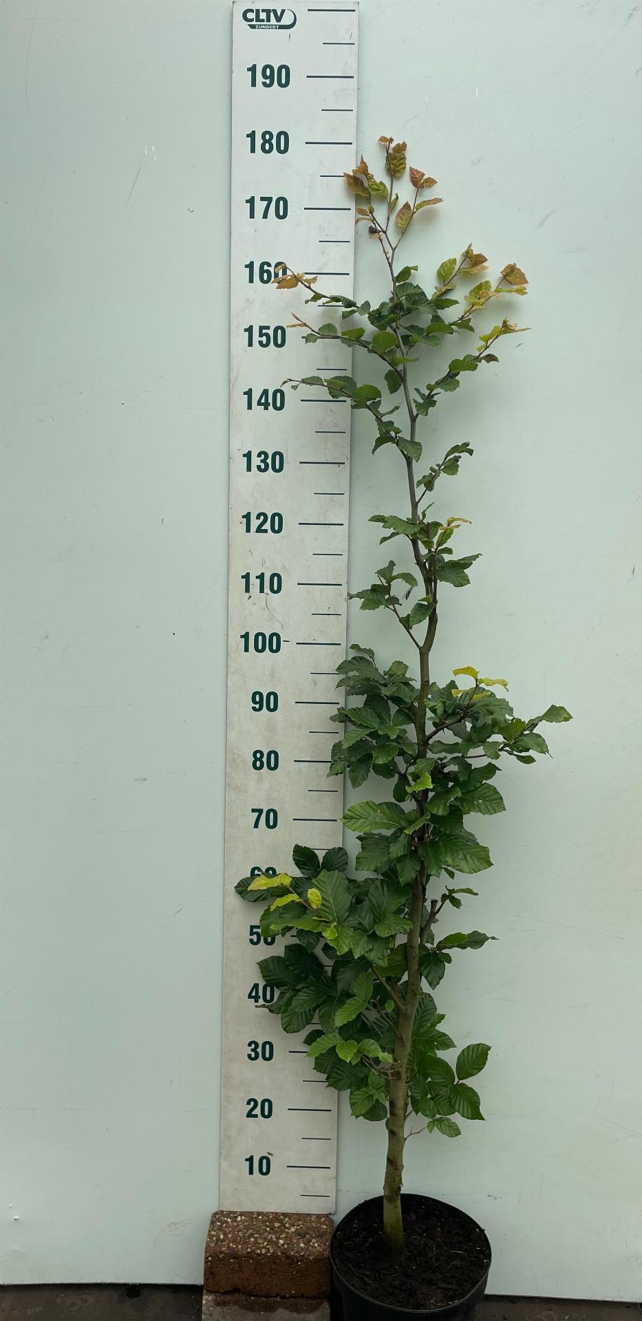 Fagus sylvatica – Groene Beukenhaag pakket 10 meter