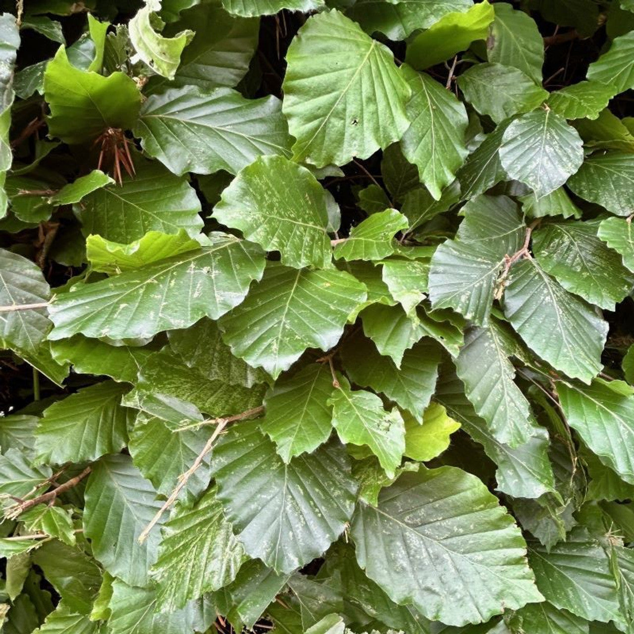 Aanplantpakket Beukenhaag – Fagus sylvatica Blote wortel met Grond & Professionele Plaatsing