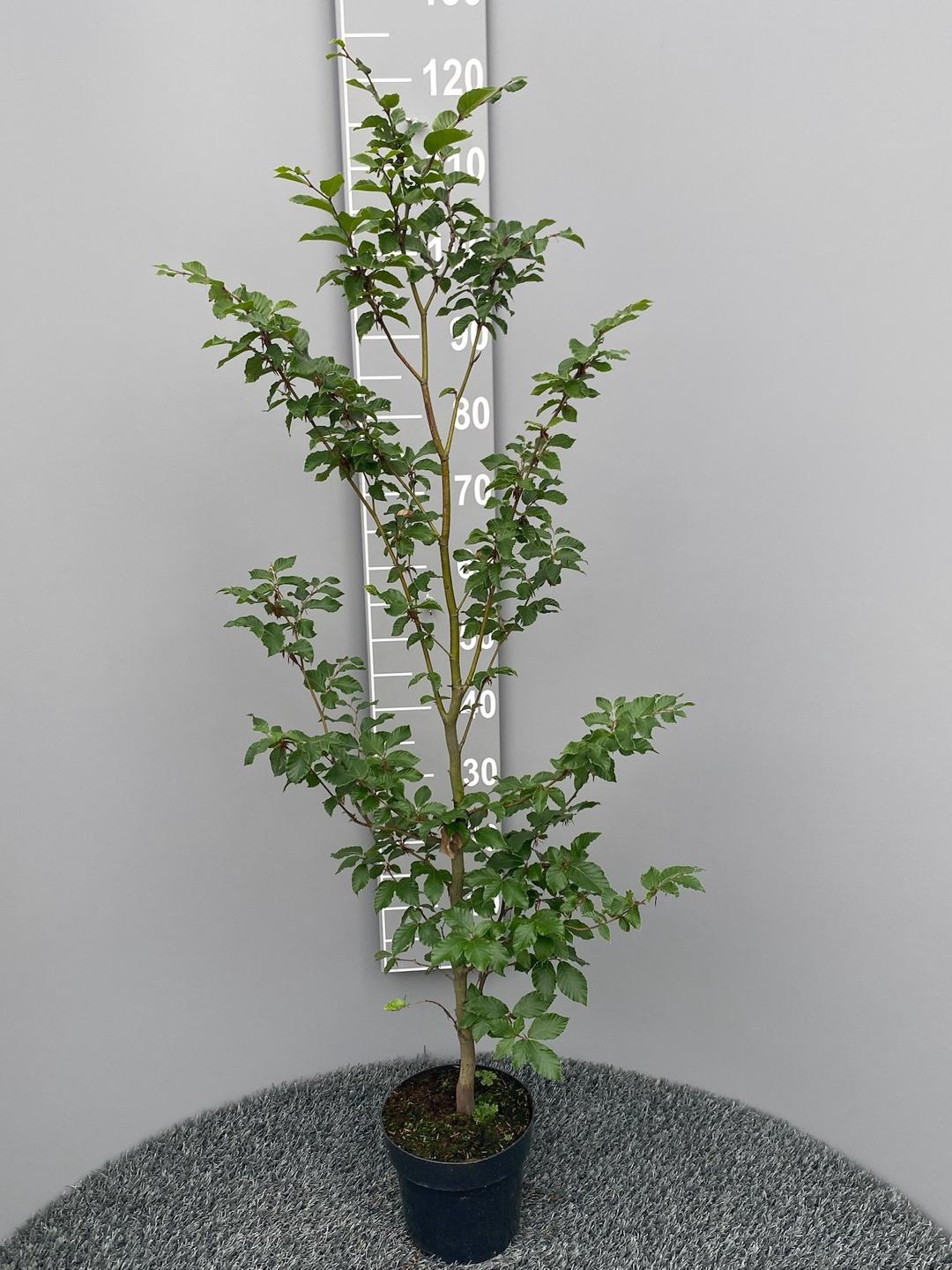 Fagus sylvatica - Groene beukenhaag in pot  - Pakket voor 10 meter