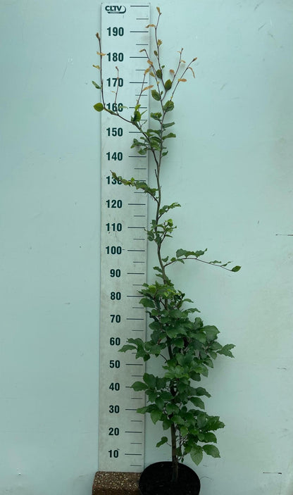 Fagus sylvatica - Groene beukenhaag in pot  - Pakket voor 10 meter