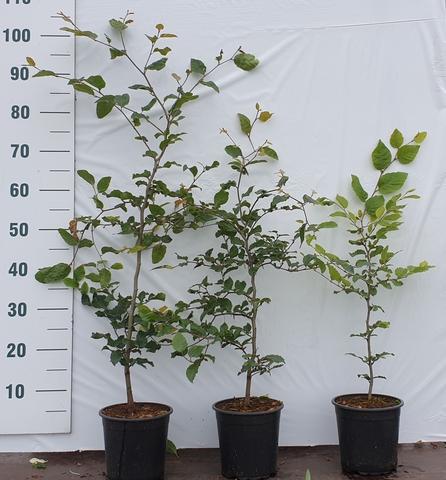 Fagus sylvatica - Groene beukenhaag in pot  - Pakket voor 10 meter