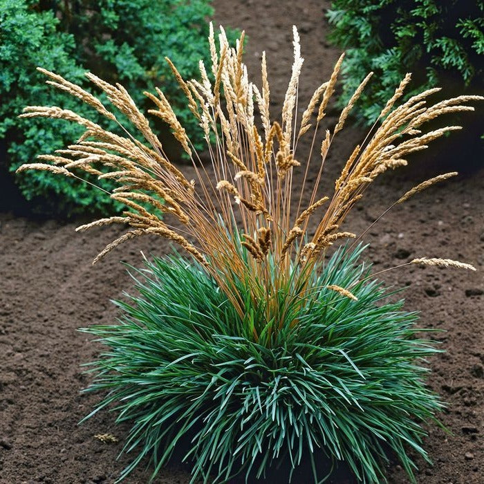 Koeleria glauca - Fakkelgras