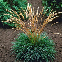 Koeleria glauca - Fakkelgras
