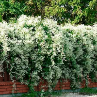 Fallopia baldschuanica - Chinese Bruidssluier