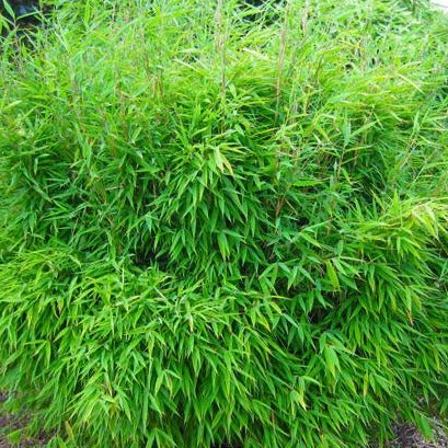 Fargesia 'Obelisk' - Niet woekerende bamboe