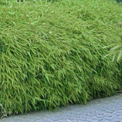 Fargesia rufa - Niet woekerende bamboe