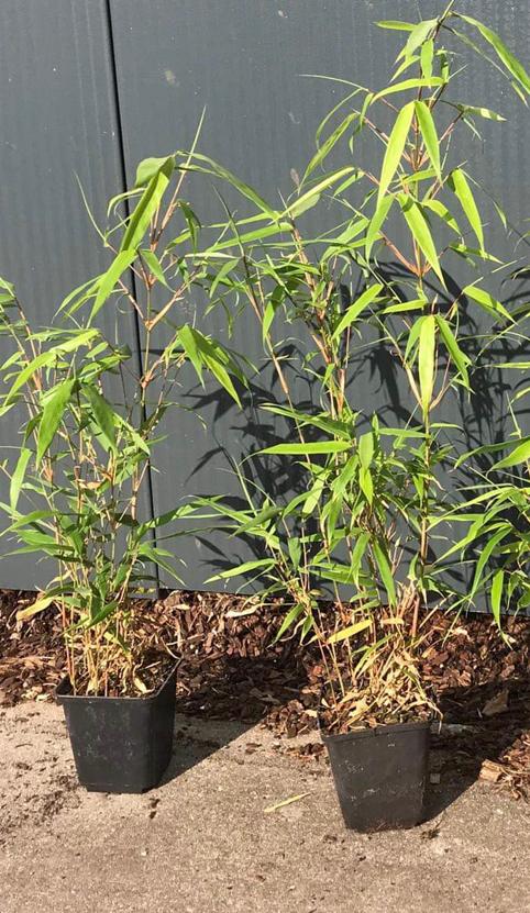 Fargesia rufa - Niet woekerende bamboe