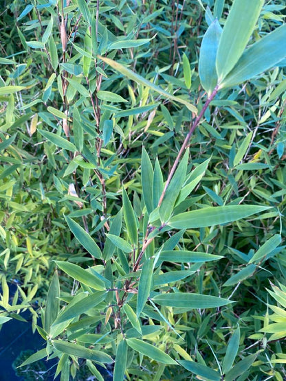 Fargesia 'Winter Joy' - Niet woekerende bamboe