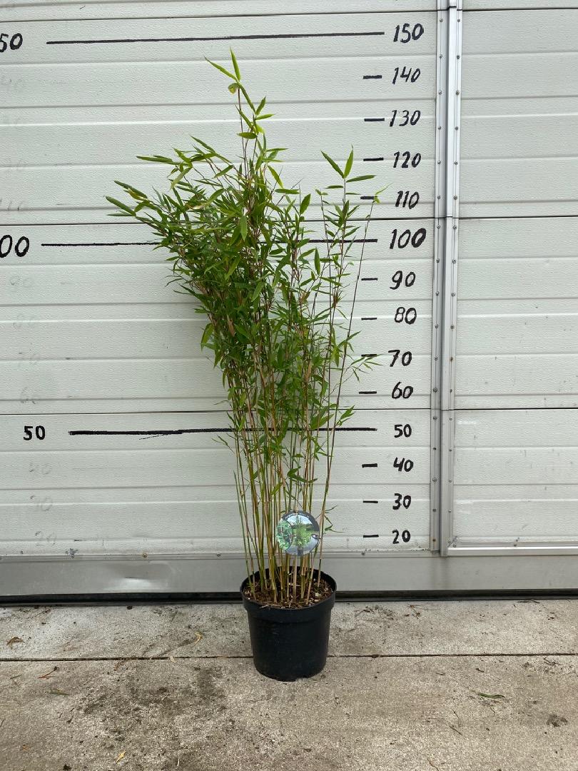 Fargesia 'Winter Joy' - Niet woekerende bamboe