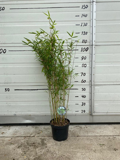 Fargesia 'Winter Joy' - Niet woekerende bamboe