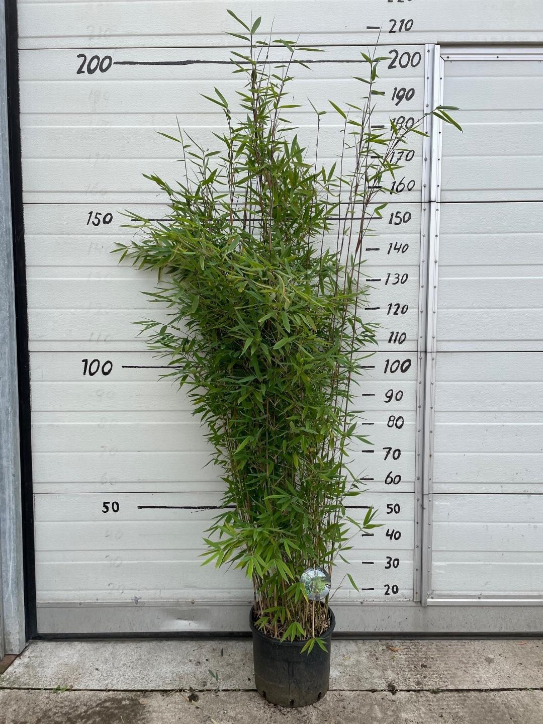 Fargesia 'Winter Joy' - Niet woekerende bamboe