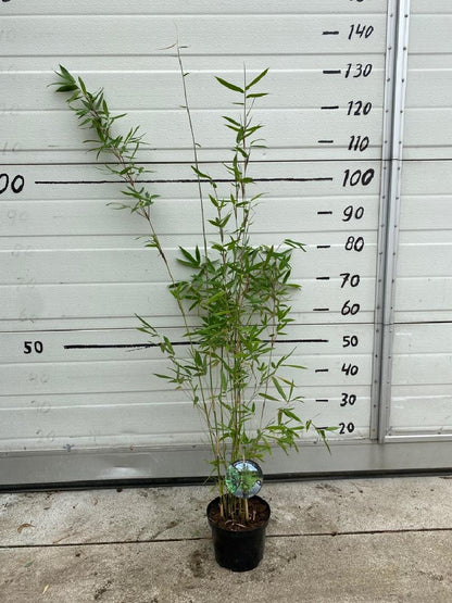 Fargesia 'Winter Joy' - Niet woekerende bamboe