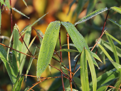 Fargesia scabrida 'Asian Wonder' - Niet woekerende bamboe