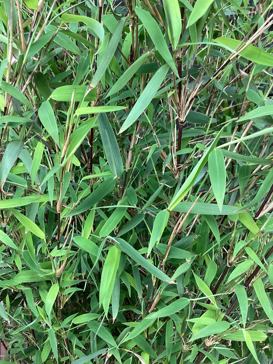 Fargesia Jiuzhaigou  - Niet woekerende rode bamboe