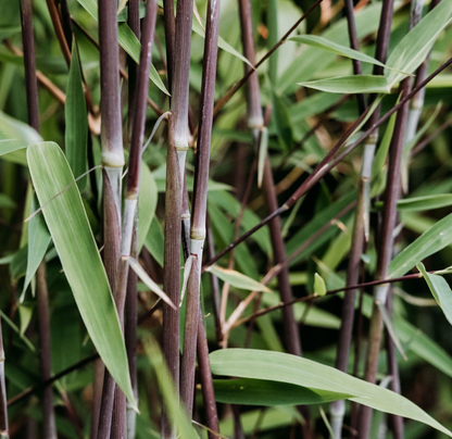 Fargesia nitida 'Volcano' - Niet woekerende bamboe