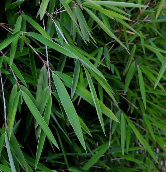 Fargesia nitida 'Volcano' - Niet woekerende bamboe