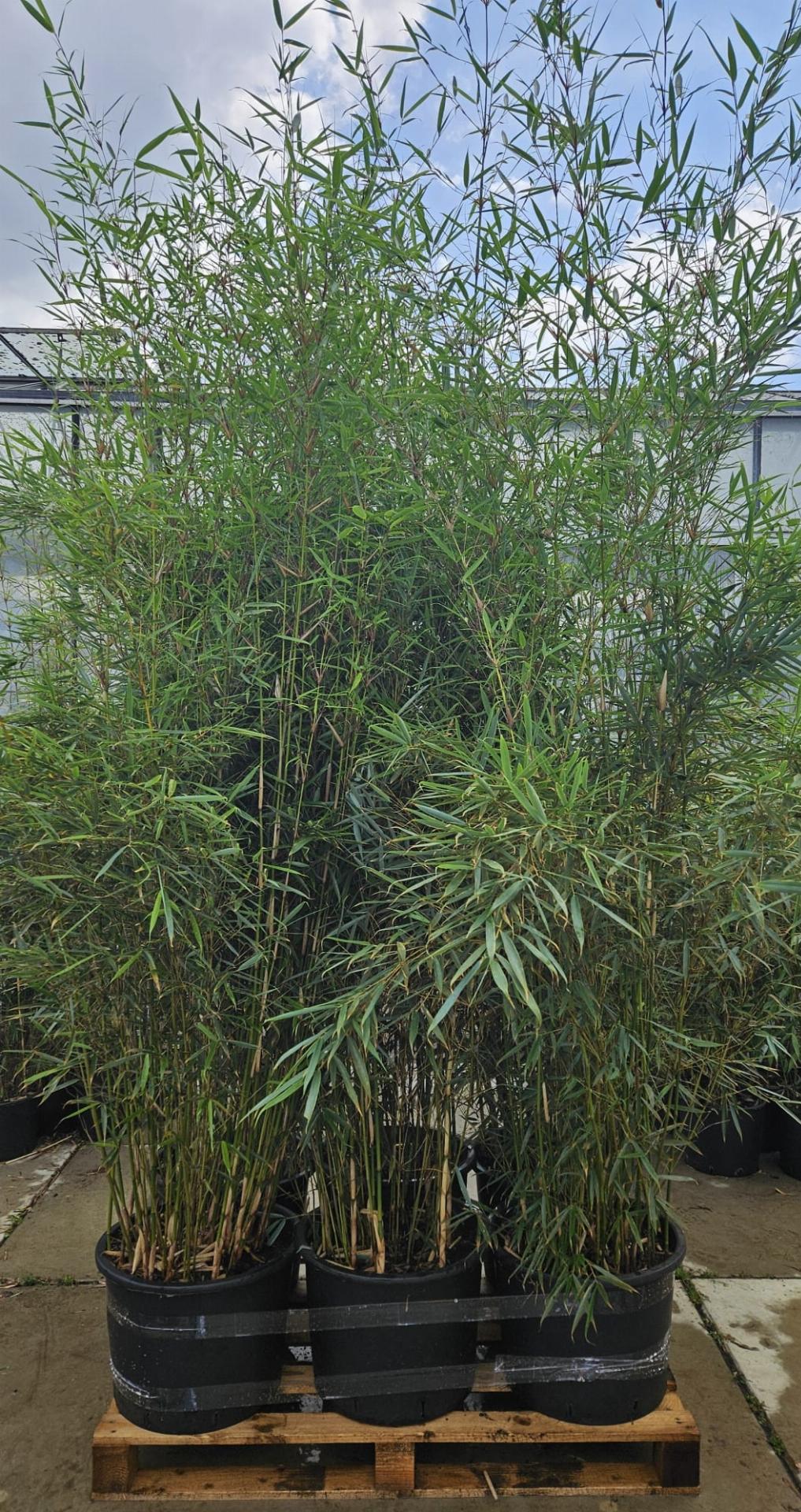 Fargesia robusta 'Campbell' - Niet woekerende bamboe pakket 10 meter