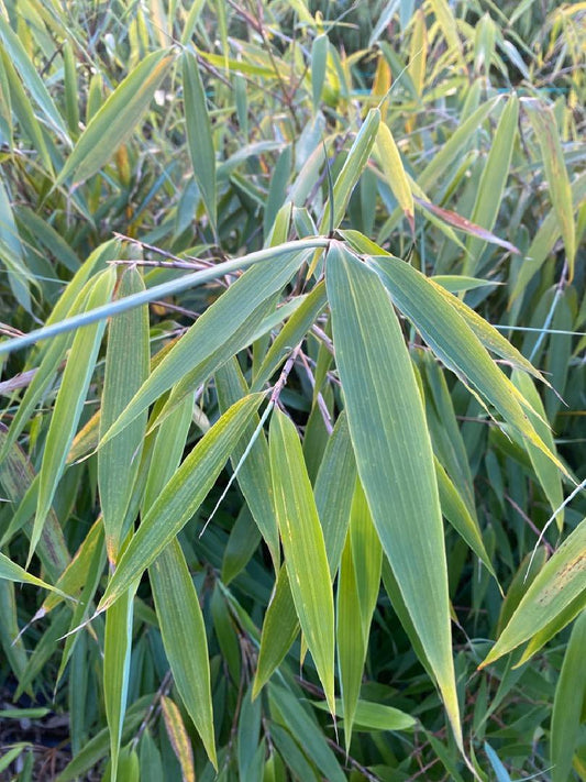 Fargesia robusta 'Wolong' - Niet woekerende bamboe