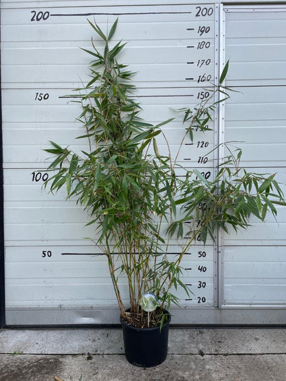Fargesia robusta 'Wolong' - Niet woekerende bamboe
