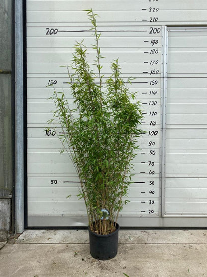 Fargesia nitida 'Volcano' - Niet woekerende bamboe