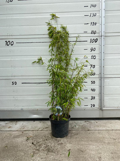 Fargesia nitida 'Volcano' - Niet woekerende bamboe