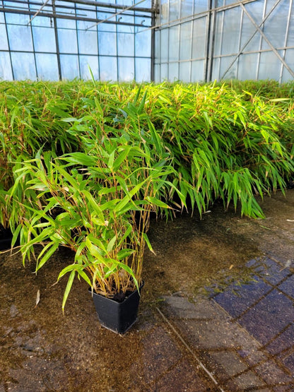 Fargesia robusta 'Campbell' - Niet woekerende bamboe