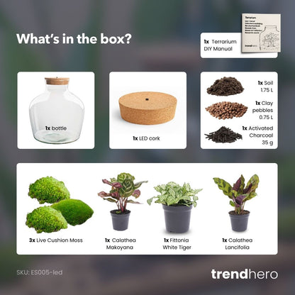 Fat Joe - Terrarium with light - Bottle garden DIY kit - Ø 29 cm ↑ 30 cm