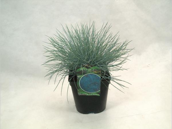 Festuca glauca 'Elijah Blue' - Blauw schapengras