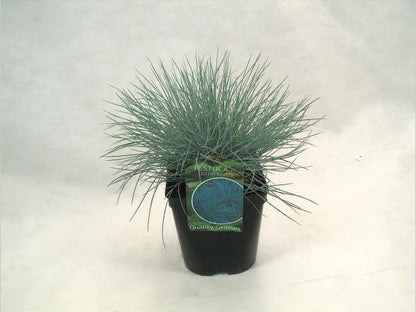 Festuca glauca 'Elijah Blue' - Blauw schapengras
