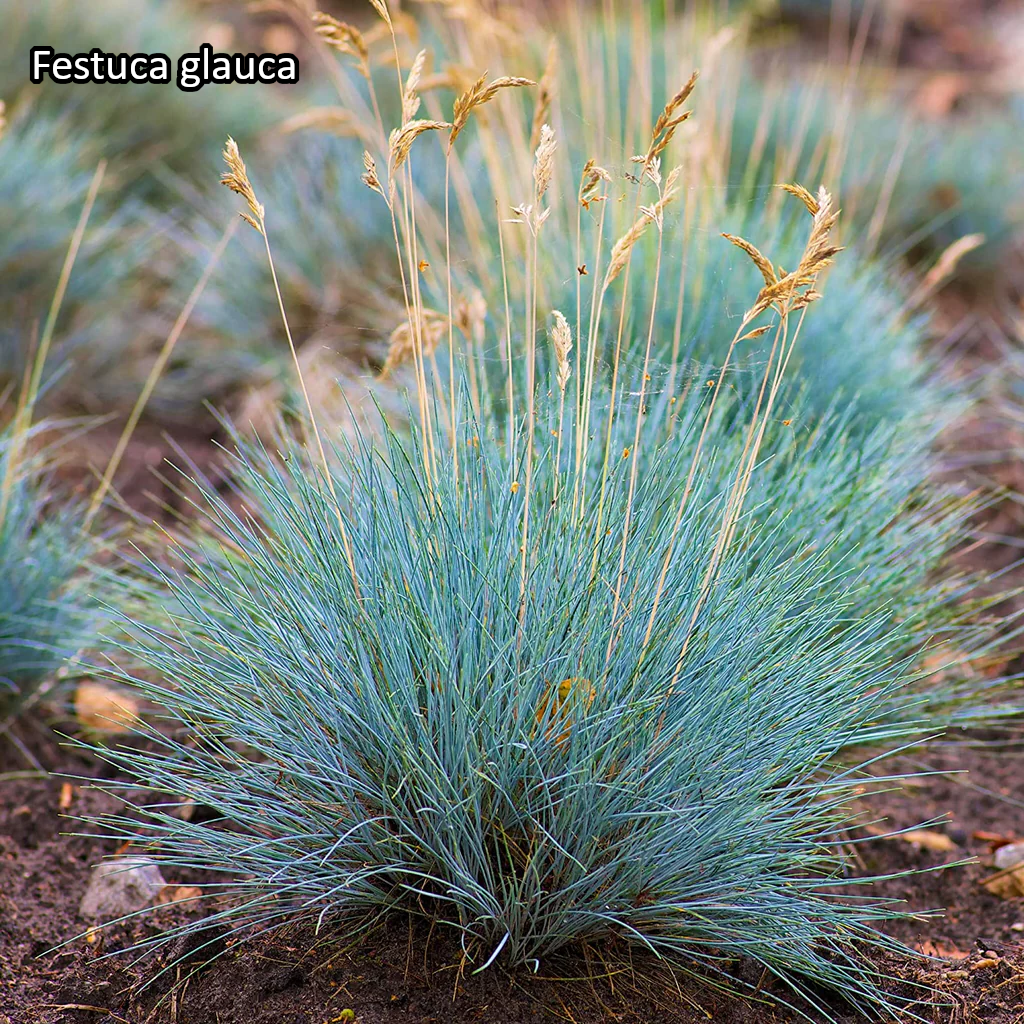 Borderpakket 'Siergrassen & Structuur' - 5m² - 50 planten