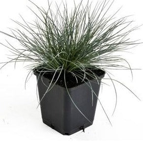 Festuca glauca 'Elijah Blue' - Blauw schapengras