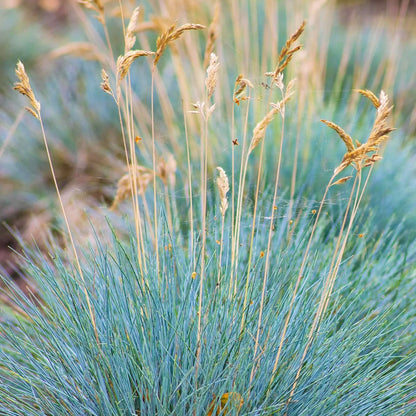 Festuca glauca 'Elijah Blue' - Blauw schapengras