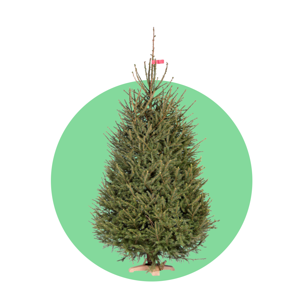 Fijnspar kerstboom 'Super' gezaagd - Picea Abies - 100/500cm