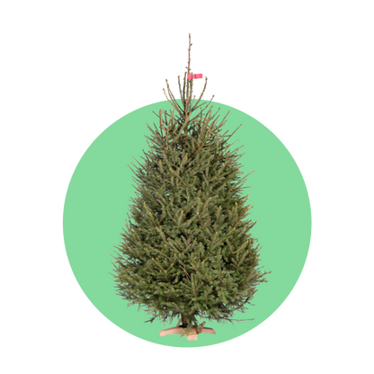 Fijnspar kerstboom 'Super' gezaagd - Picea Abies - 100/500cm