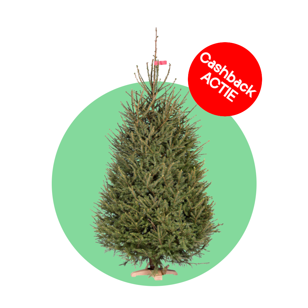 Fijnspar kerstboom 'Super' gezaagd - Picea Abies - 100/500cm