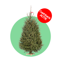 Fijnspar kerstboom 'Super' gezaagd - Picea Abies - 100/500cm
