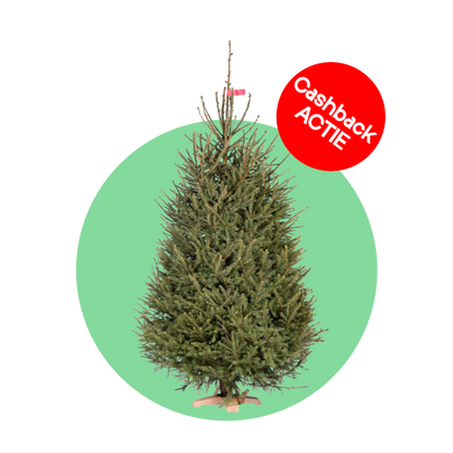Fijnspar kerstboom 'Super' gezaagd - Picea Abies - 100/500cm