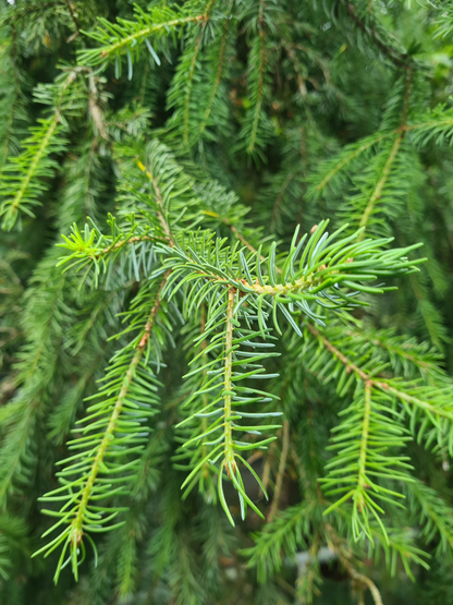 Fijnspar kerstboom 'Super' in pot - Picea Abies - 80/200cm
