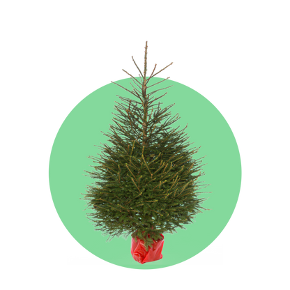 Fijnspar kerstboom 'Super' in pot - Picea Abies - 80/200cm