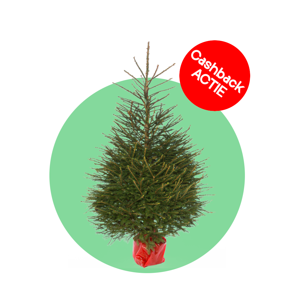 Fijnspar kerstboom 'Super' in pot - Picea Abies - 80/200cm