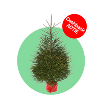Fijnspar kerstboom 'Super' in pot - Picea Abies - 80/200cm