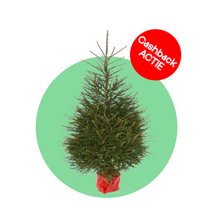 Fijnspar kerstboom 'Super' in pot - Picea Abies - 80/200cm