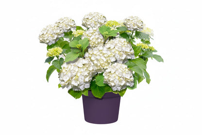 Hydrangea macrophylla - Boerenhortensia wit