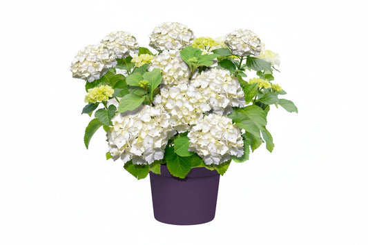 Een volle, witte hydrangea bloem met zachte, ronde blaadjes en groene bladeren op de achtergrond. Perfect voor tuinversiering en decoratieve planten in een moderne tuin.