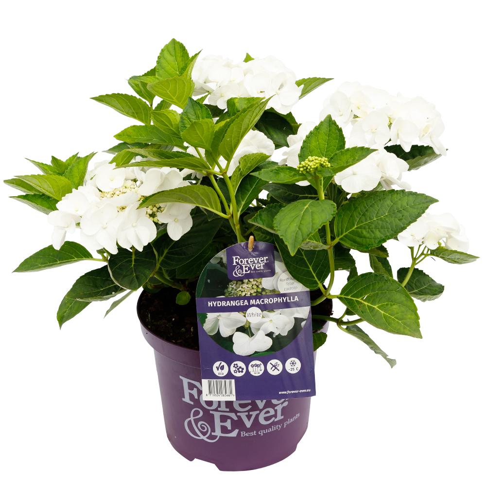 Hydrangea macrophylla 'Forever & Ever' - Wit