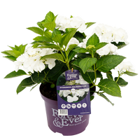 Hydrangea macrophylla 'Forever & Ever' - Wit