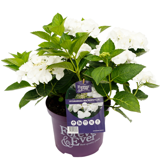 Hydrangea macrophylla 'Forever & Ever' - Wit