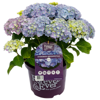 Hydrangea macrophylla 'Forever & Ever' - Blauw